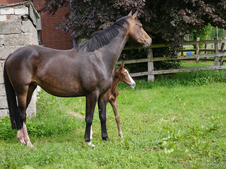 Oldenburger Springpferd Stute 7 Jahre 164 cm Brauner in Steinfeld (Oldenburg)