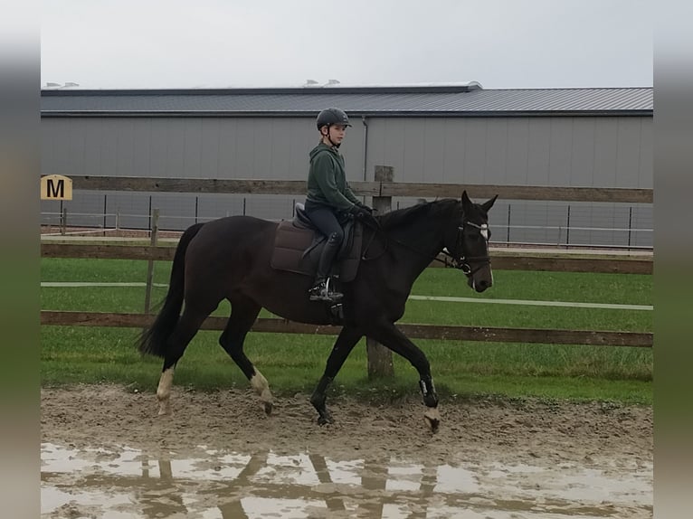 Oldenburger Springpferd Stute 7 Jahre 164 cm Brauner in Steinfeld (Oldenburg)