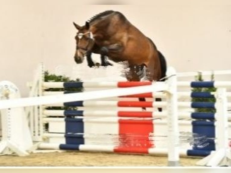 Oldenburger Springpferd Stute 7 Jahre 164 cm Brauner in Steinfeld (Oldenburg)