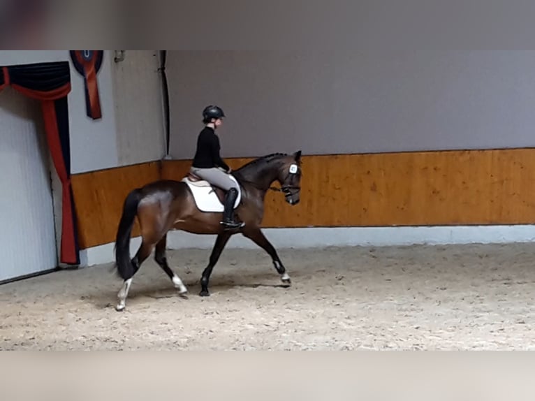 Oldenburger Springpferd Stute 7 Jahre 164 cm Brauner in Steinfeld (Oldenburg)