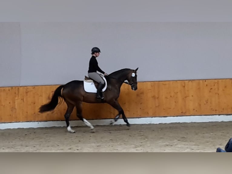 Oldenburger Springpferd Stute 7 Jahre 164 cm Brauner in Steinfeld (Oldenburg)