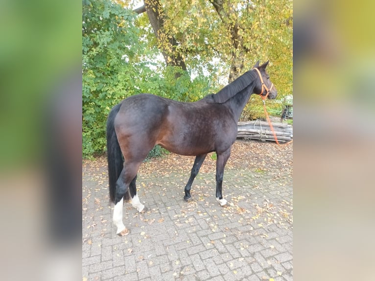 Oldenburger Springpferd Stute 7 Jahre 164 cm Brauner in Steinfeld (Oldenburg)