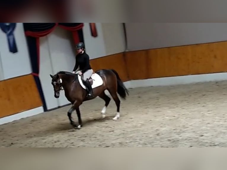 Oldenburger Springpferd Stute 7 Jahre 164 cm Brauner in Steinfeld (Oldenburg)