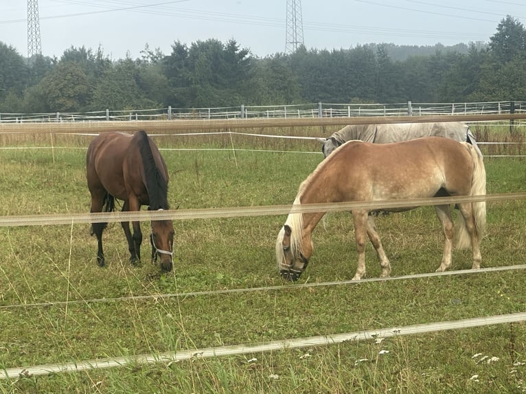 Oldenburger Springpferd Stute 7 Jahre 164 cm in Greven