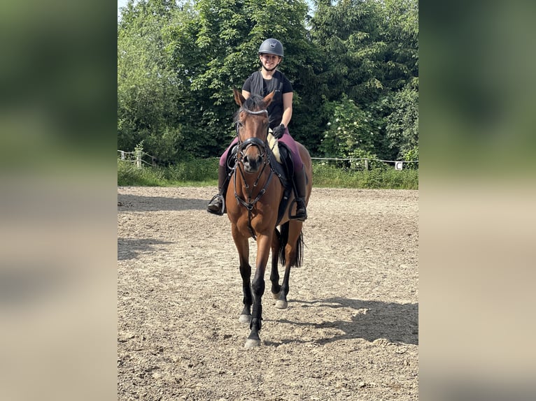 Oldenburger Springpferd Stute 7 Jahre 164 cm in Greven