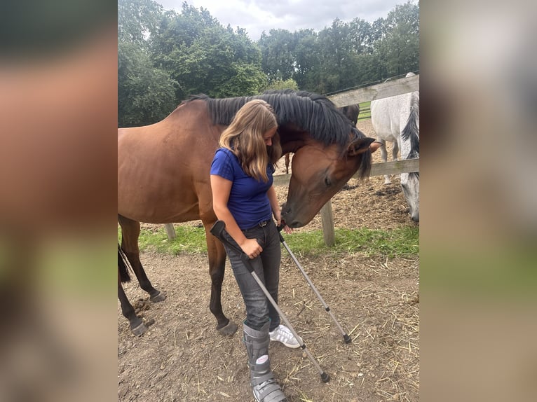 Oldenburger Springpferd Stute 7 Jahre 164 cm in Greven