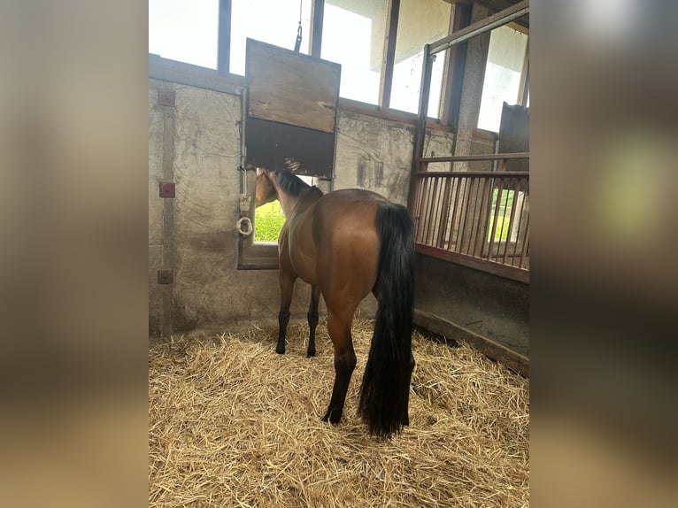 Oldenburger Springpferd Stute 7 Jahre 164 cm in Greven