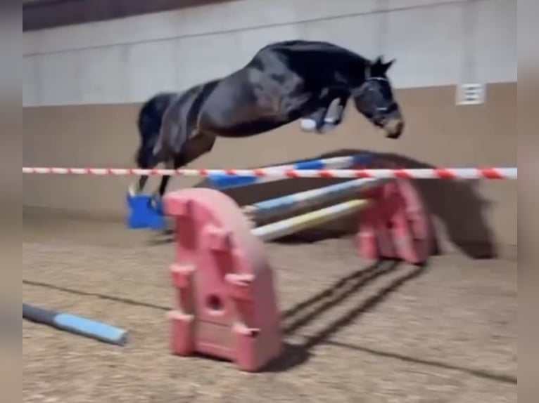 Oldenburger Springpferd Stute 7 Jahre 165 cm Brauner in Herzogenaurach