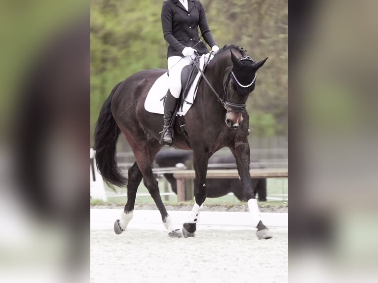 Oldenburger Springpferd Stute 7 Jahre 165 cm Brauner in Herzogenaurach