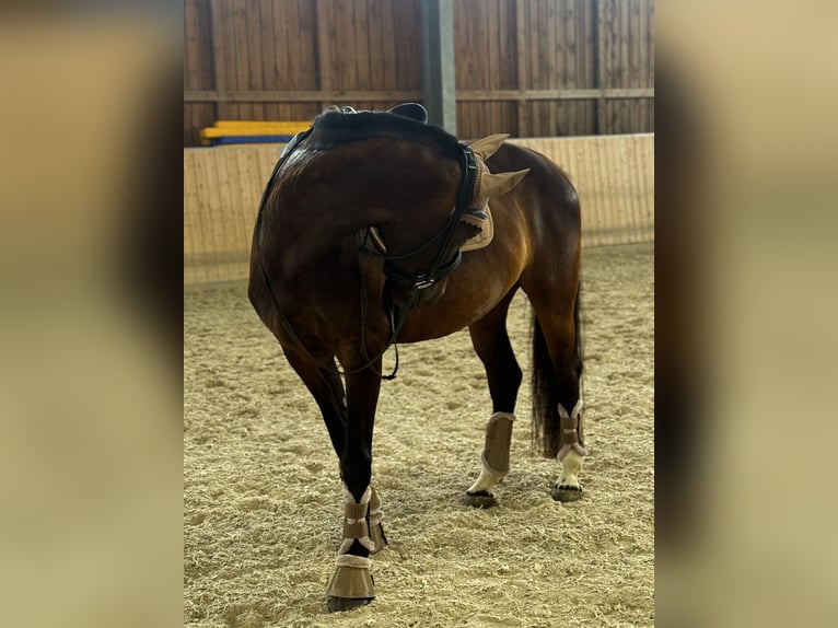 Oldenburger Springpferd Stute 7 Jahre 165 cm Brauner in Herzogenaurach