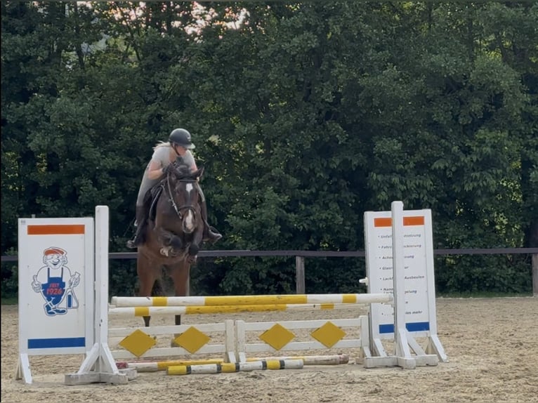 Oldenburger Springpferd Stute 7 Jahre 165 cm Brauner in Blomberg