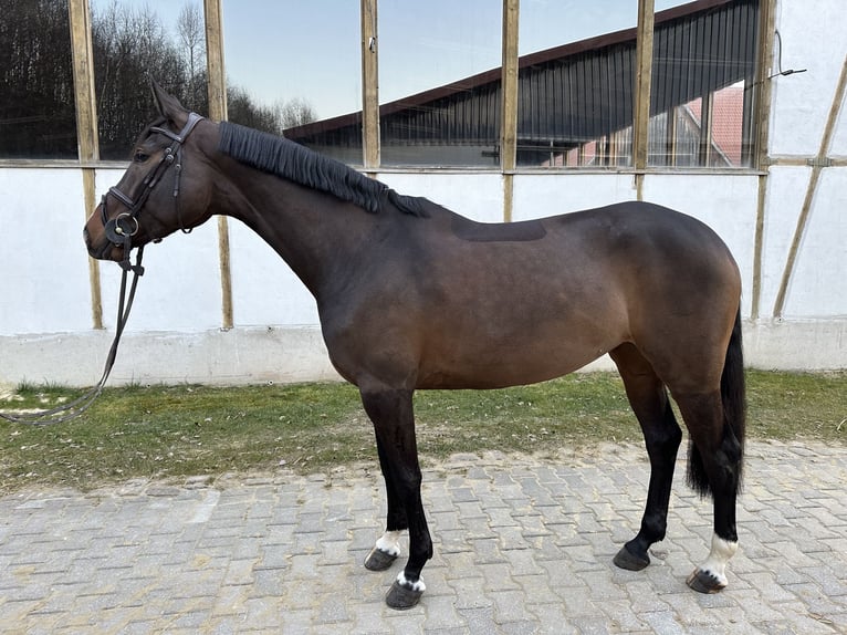 Oldenburger Springpferd Stute 7 Jahre 165 cm Brauner in Blomberg