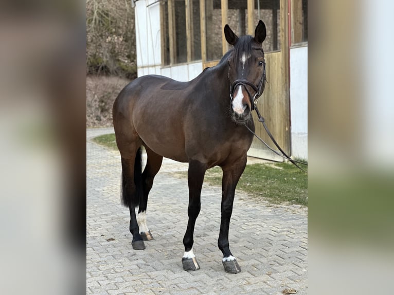 Oldenburger Springpferd Stute 7 Jahre 165 cm Brauner in Blomberg