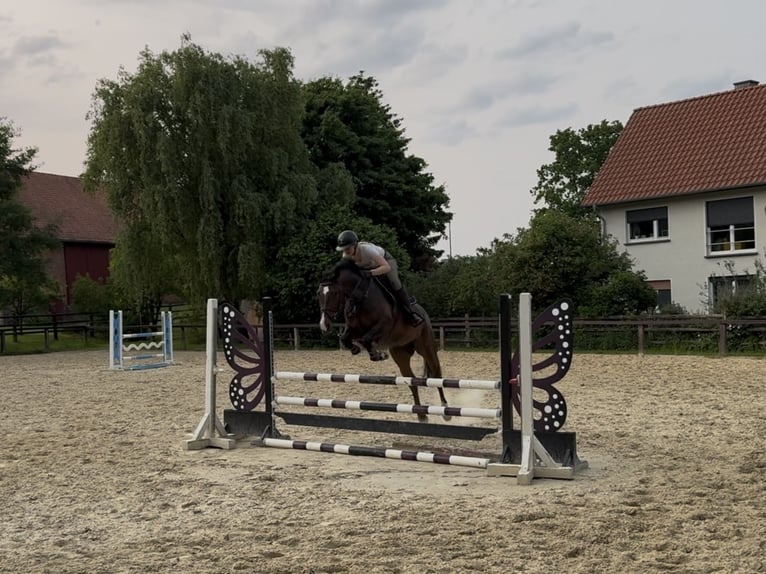 Oldenburger Springpferd Stute 7 Jahre 165 cm Brauner in Blomberg