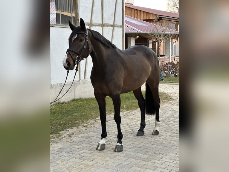 Oldenburger Springpferd Stute 7 Jahre 165 cm Brauner in Blomberg
