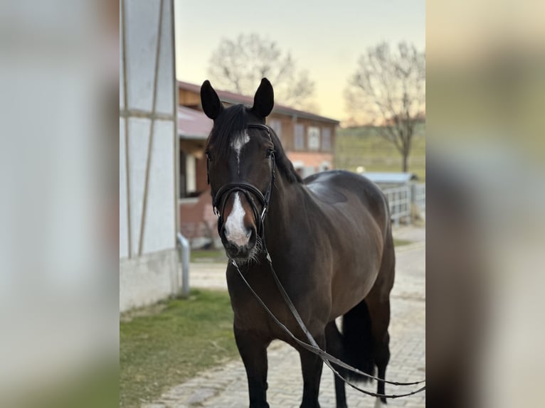Oldenburger Springpferd Stute 7 Jahre 165 cm Brauner in Blomberg