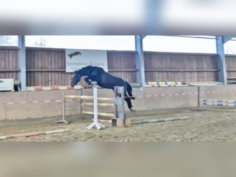 Oldenburger Springpferd Stute 7 Jahre 166 cm Dunkelbrauner in Gummersbach