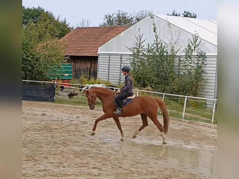 Oldenburger Springpferd Stute 7 Jahre 166 cm Fuchs in Stulln