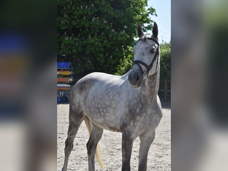 Oldenburger Springpferd Stute 7 Jahre 166 cm Schimmel in Haan