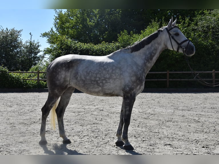 Oldenburger Springpferd Stute 7 Jahre 166 cm Schimmel in Haan