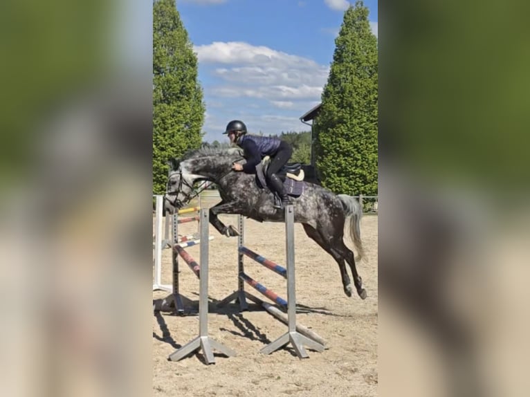 Oldenburger Springpferd Stute 7 Jahre 167 cm Apfelschimmel in Brunnthal