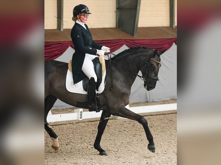 Oldenburger Springpferd Stute 7 Jahre 167 cm Rappe in Wa&#x142;brzych