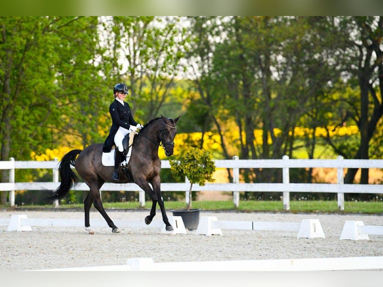 Oldenburger Springpferd Stute 7 Jahre 167 cm Rappe in Wa&#x142;brzych