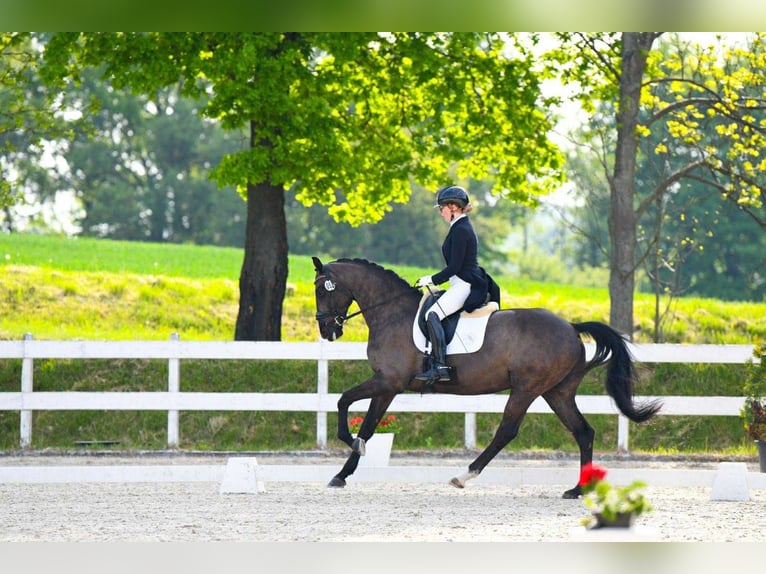 Oldenburger Springpferd Stute 7 Jahre 167 cm Rappe in Wa&#x142;brzych