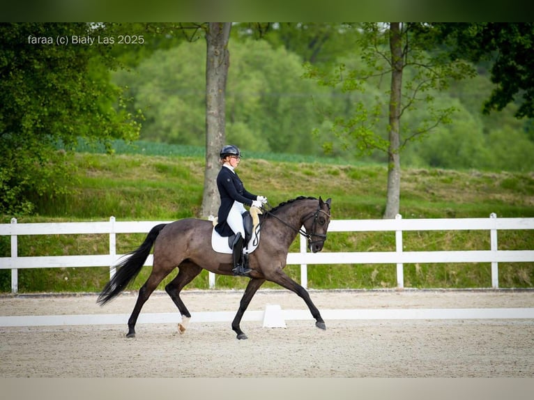 Oldenburger Springpferd Stute 7 Jahre 167 cm Rappe in Wa&#x142;brzych
