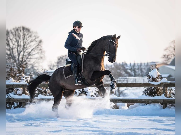 Oldenburger Springpferd Stute 7 Jahre 167 cm Rappe in Wa&#x142;brzych