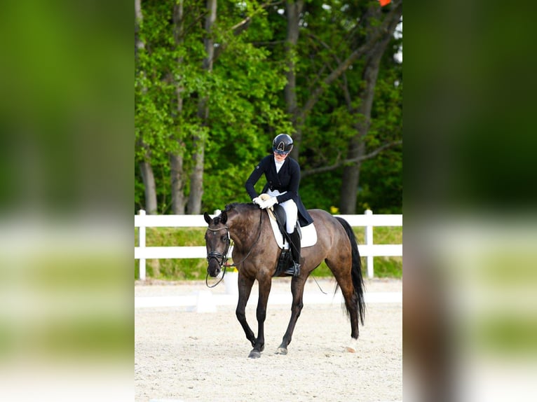 Oldenburger Springpferd Stute 7 Jahre 167 cm Rappe in Wa&#x142;brzych