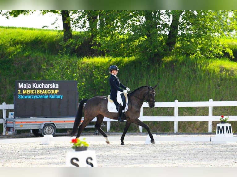Oldenburger Springpferd Stute 7 Jahre 167 cm Rappe in Wa&#x142;brzych