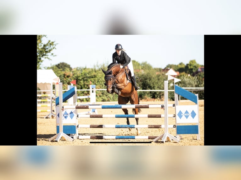 Oldenburger Springpferd Stute 7 Jahre 168 cm Brauner in K&#xFC;mmersbruck