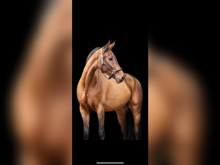 Oldenburger Springpferd Stute 7 Jahre 168 cm Brauner in K&#xFC;mmersbruck