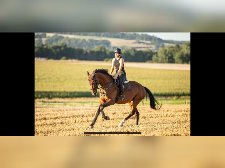 Oldenburger Springpferd Stute 7 Jahre 168 cm Brauner in K&#xFC;mmersbruck