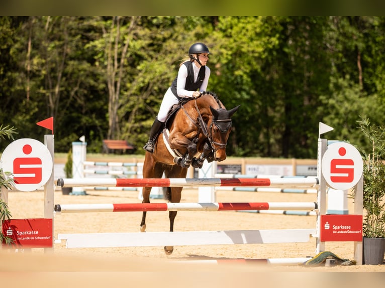 Oldenburger Springpferd Stute 7 Jahre 168 cm Brauner in K&#xFC;mmersbruck