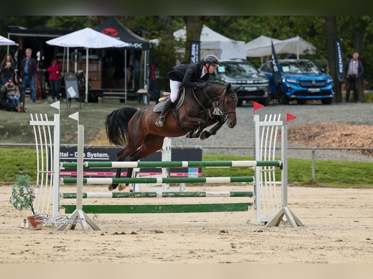 Oldenburger Springpferd Stute 7 Jahre 168 cm Dunkelbrauner in Dornburg
