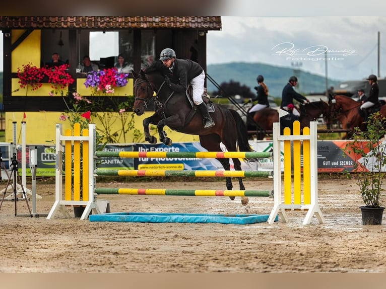 Oldenburger Springpferd Stute 7 Jahre 168 cm Dunkelbrauner in Dornburg