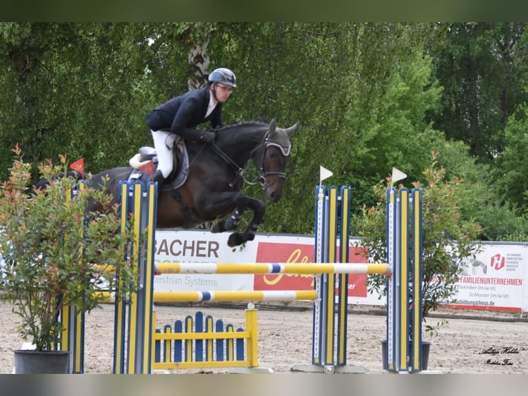Oldenburger Springpferd Stute 7 Jahre 168 cm Dunkelbrauner in Dornburg