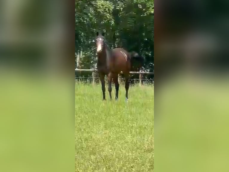 Oldenburger Springpferd Stute 7 Jahre 168 cm Dunkelbrauner in Ganderkesee