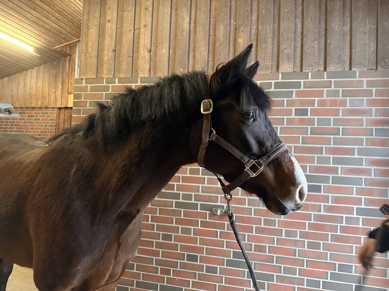 Oldenburger Springpferd Stute 7 Jahre 168 cm Dunkelbrauner in Ganderkesee