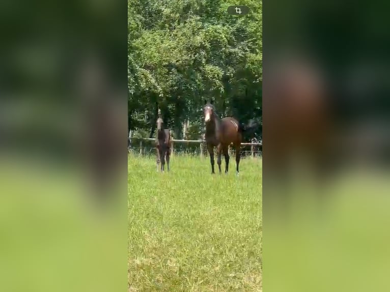 Oldenburger Springpferd Stute 7 Jahre 168 cm Dunkelbrauner in Ganderkesee