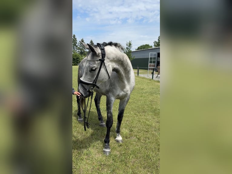 Oldenburger Springpferd Stute 7 Jahre 169 cm Apfelschimmel in Burgwedel