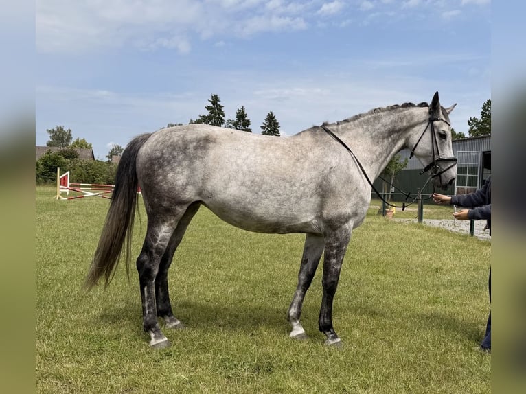 Oldenburger Springpferd Stute 7 Jahre 169 cm Apfelschimmel in Burgwedel