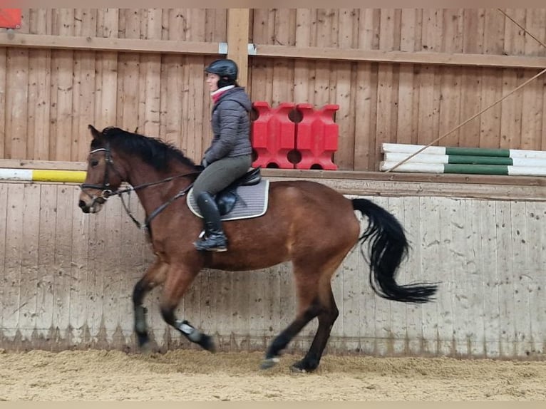 Oldenburger Springpferd Stute 7 Jahre 169 cm Brauner in Rehau