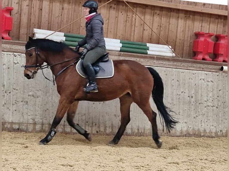 Oldenburger Springpferd Stute 7 Jahre 169 cm Brauner in Rehau