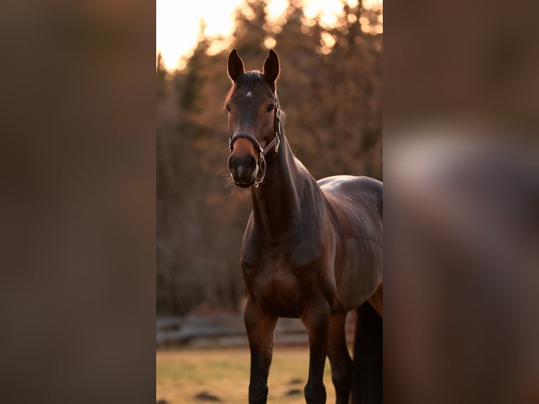 Oldenburger Springpferd Stute 7 Jahre 169 cm Brauner in Ramsau am Dachstein