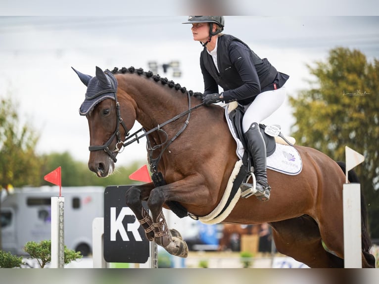 Oldenburger Springpferd Stute 7 Jahre 169 cm Dunkelbrauner in Heinsberg