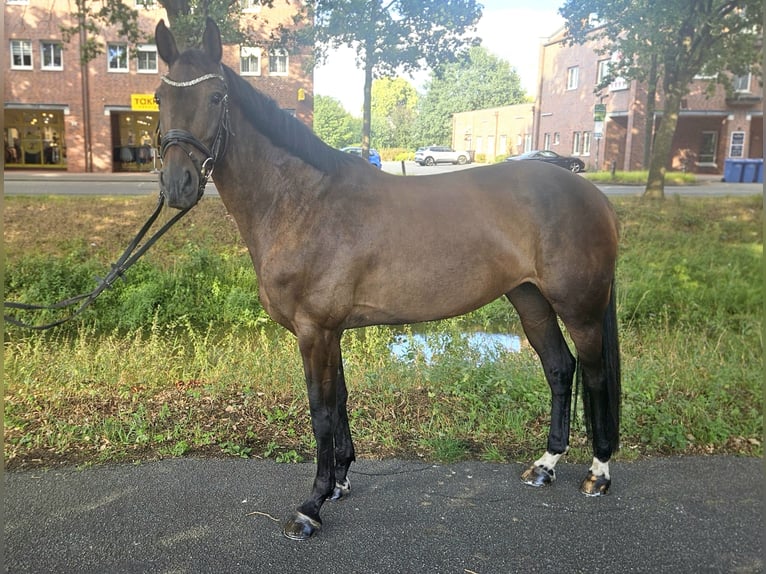Oldenburger Springpferd Stute 7 Jahre 169 cm Dunkelbrauner in Friesoythe