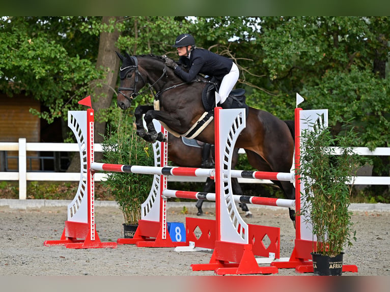 Oldenburger Springpferd Stute 7 Jahre 169 cm Dunkelbrauner in Friesoythe